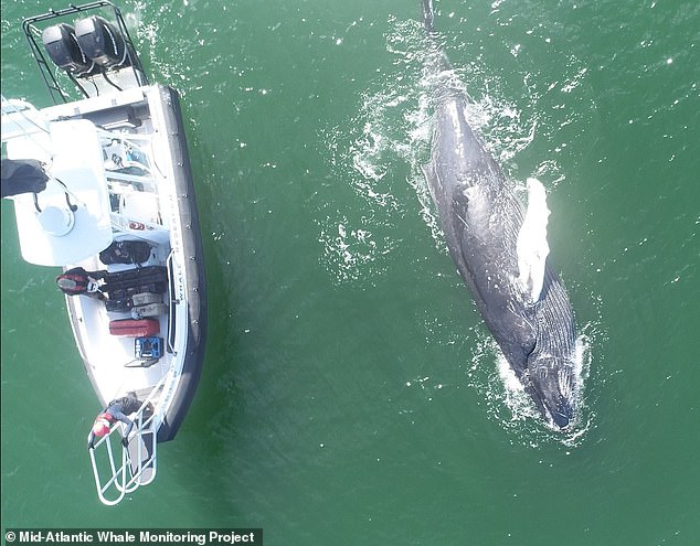 Beachgoers spotted the dead whale in the ocean Sunday morning and immediately called authorities