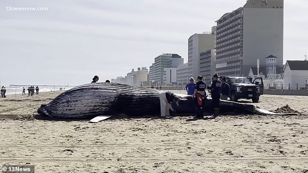 Teams have since recovered the whale from the water and are expected to perform a necropsy on Monday, during which the whale will be split from mouth to tail and samples will be removed for analysis.