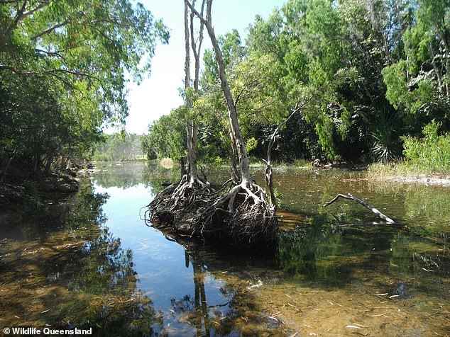 The woman was swimming in Rollingstone Creek (pictured) near Townsville