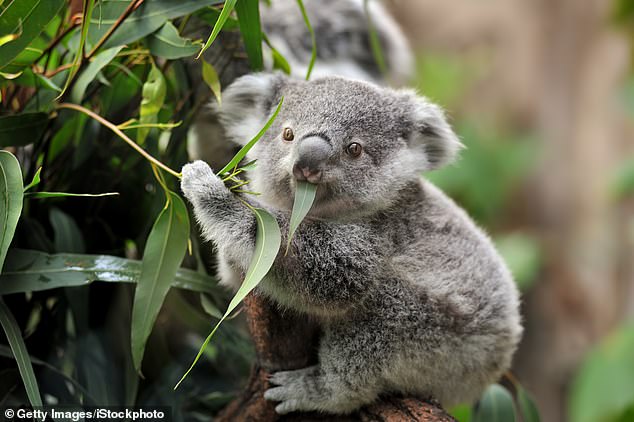 Activists fear clearing the land could be disastrous for a population that was 80 percent wiped out by forest fires in 2020 (stock image)