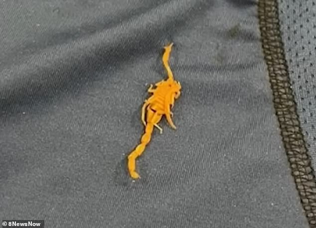 Photos of the feared scorpion attack show evidence of the terrifying bright orange eight-legged animal