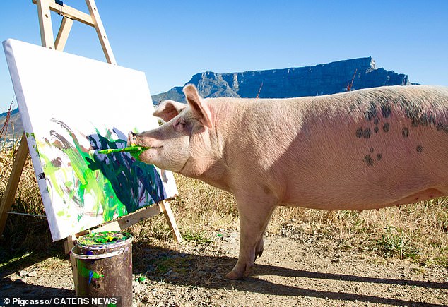 Pigcasso paints beautiful landscapes in South Africa.  Pigcasso was taken to Farm Sanctuary SA, a non-profit foundation that provides a safe shelter environment for rescued farm animals in Franschhoek