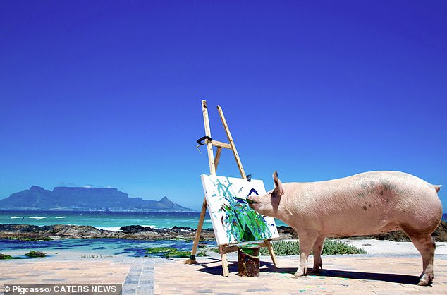 Pigcasso painting on a beach.  Pigcasso's popularity grew and in 2018 she became the first animal artist to organize a solo art exhibition at the V&A Waterfront in Cape Town, South Africa.