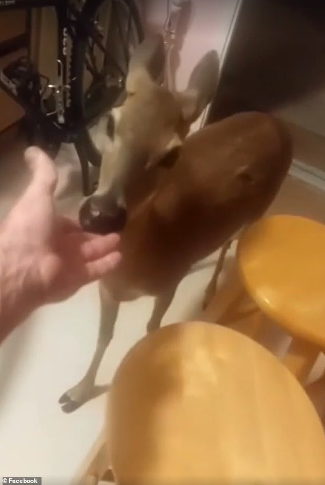 In one of the clips he posted on social media, the man was seen feeding a deer in the house with his bare hands