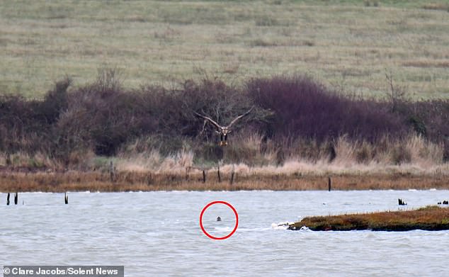 Ms Jacobs said the eagle began diving towards the water at Newtown Harbour, but as it got closer the seal emerged from the surface directly below it and delivered the jet stream.