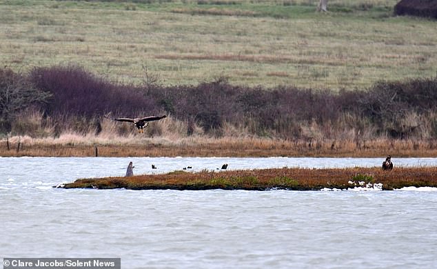 The seal and the eagle, both predators, compete directly for fish