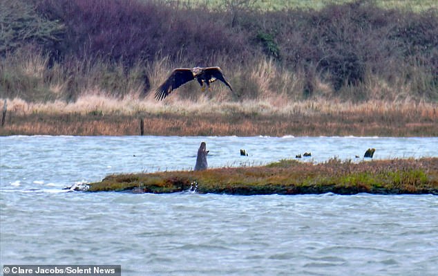 Megan Jacobs, palaeontologist at the University of Portsmouth's School of the Environment, Geography, and Geosciences, said: 'Sightings of gray seals and sea eagles are now common on the Isle of Wight, but interactions between these two species are still ongoing. not reported for a long time