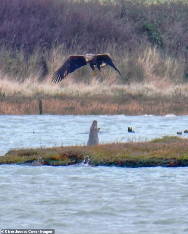 Experts say the spitting tactic is a defense strategy used by the gray seal to prevent the bald eagle from stealing fish