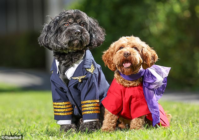 The airline said their proposal is for cats and small dogs.  Pet owners would have a designated area on board where they can travel with their dog or cat