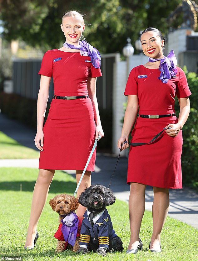 Virgin Australia hopes to launch its pet service in 12 months