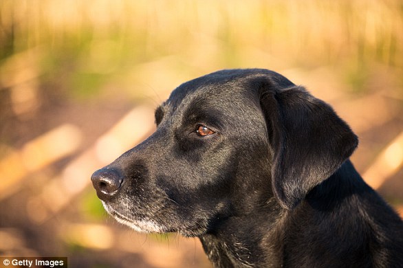 A new study has found that mental decline in older dogs can be prevented if the dogs complete brain teasers on a touchscreen (file photo)