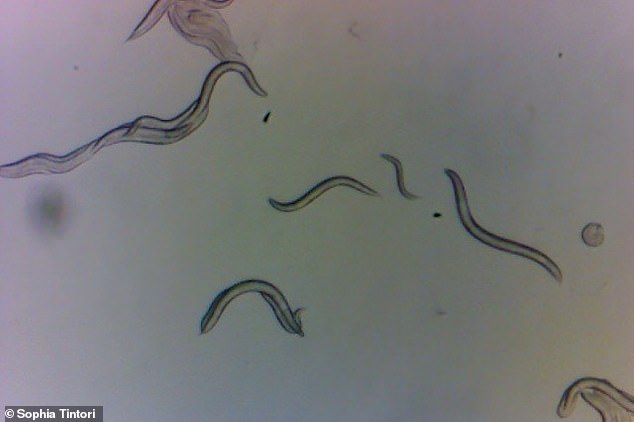 Worms were collected from locations throughout the zone with varying amounts of radiation, ranging from low levels comparable to New York City to locations with high radiation comparable to space.