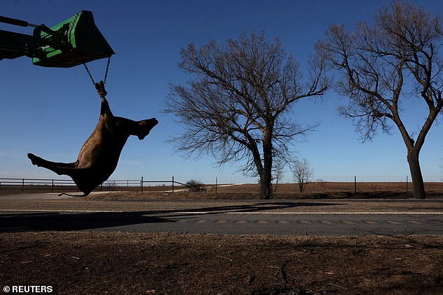 Miller said that with more than 11 million cattle in Texas, he estimates the eventual number of cattle lost could reach 10,000 head.