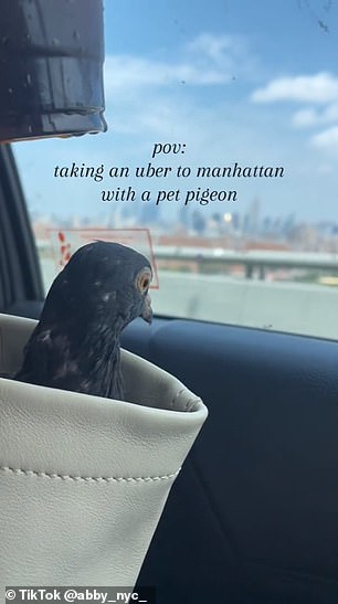 Abby started teaching Pidge how to bathe, feed and use the toilet – and now transports her feathered friend around the Big Apple in a cream leather tote