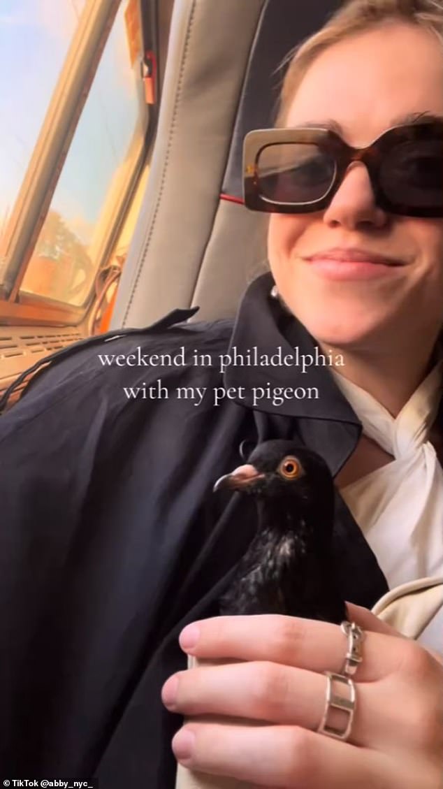 In one of Abby's many videos documenting Pidge's improved lifestyle, the pet pigeon is shown in a slew of unusual situations: riding in an Uber, on a plane, and attending lunch outings