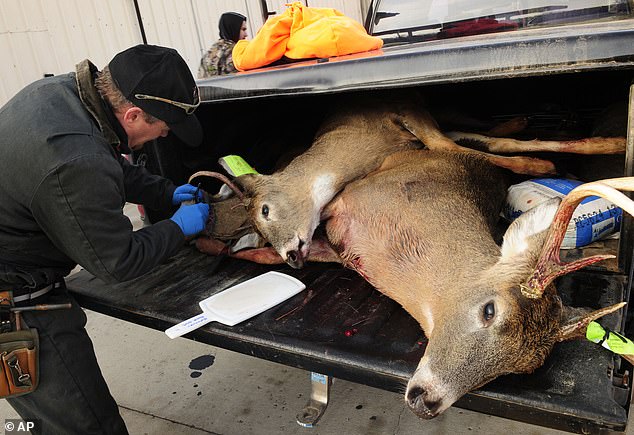 A biologist is shown removing lymph nodes from deer to test them for chronic wasting diseases