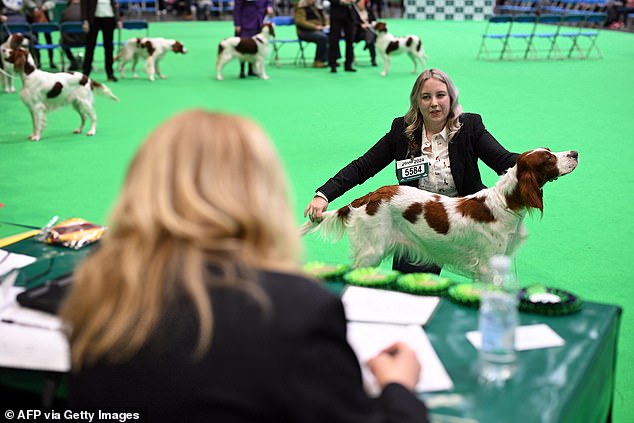 The Kennel Club, which organizes Crufts, said the winning dog had passed all vet checks and had no health problems (stock image)