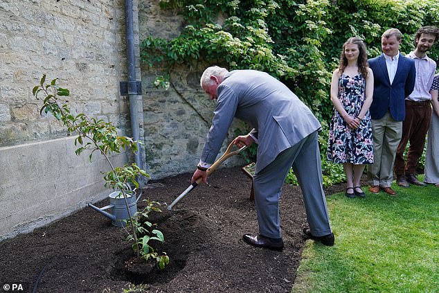 The King himself often drives around Sandringham and watches the progress of a health-inspired botanical garden at the front of the great house.  Above: The Prince of Wales plants a tree in 2021