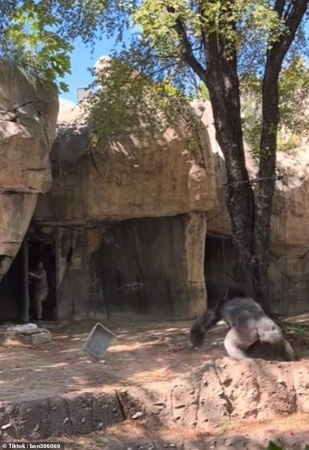 The male gorilla is said to have been startled when he saw the two keepers and attacked them