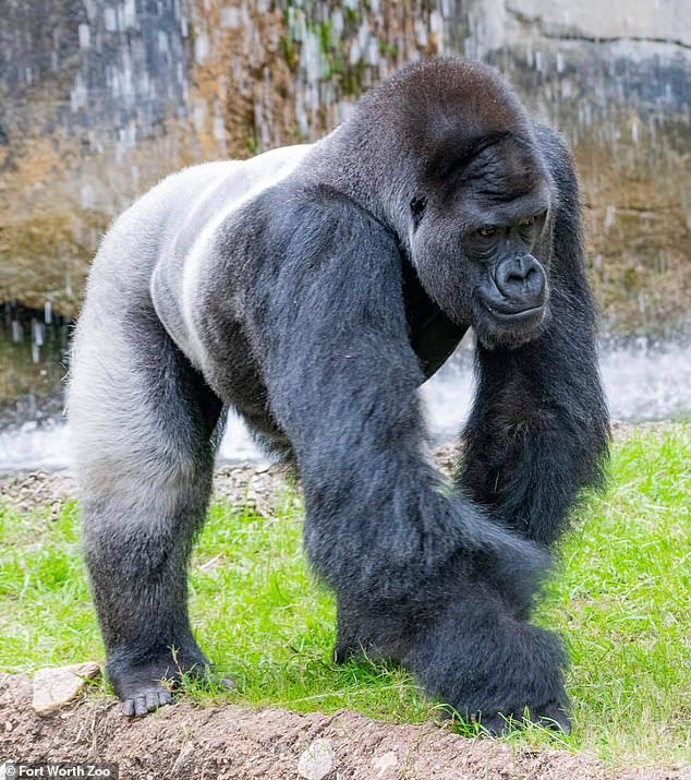 Elmo the gorilla arrived at the zoo several years ago