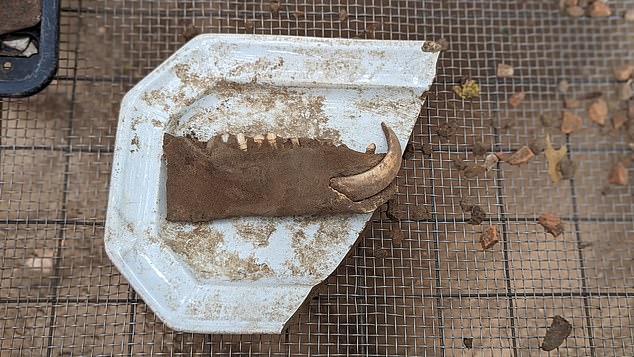 The team found a garbage dump at the site, revealing even more of the city's secrets.  The artifacts include a pig jawbone and an ironstone dish, which provided a glimpse into the food eaten by the early settlers