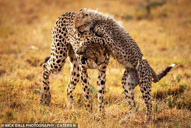 A cheetah cub plays with its mother