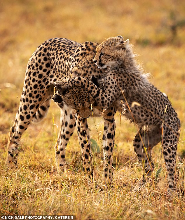 A feisty cheetah cub shows his mischievous side