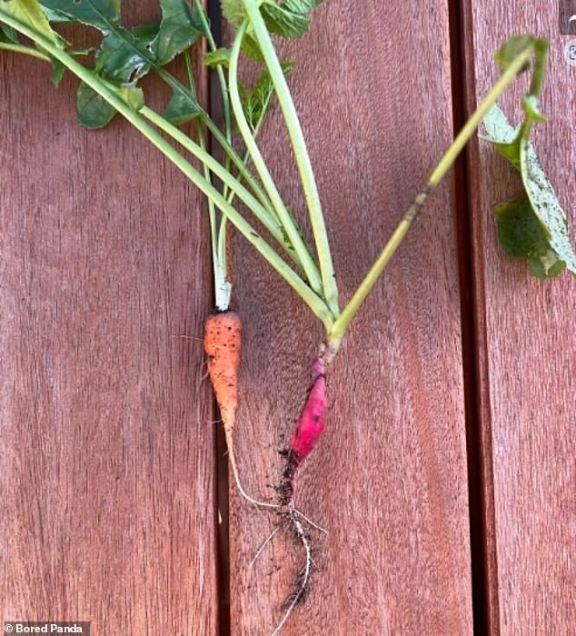 Growing your own vegetables may seem simple, but it takes more time than you think to achieve even reasonable results