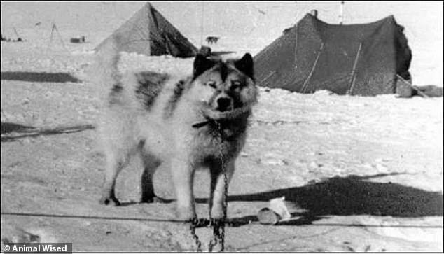 Argentine Arctic Dogs were bred to thrive in Antarctica