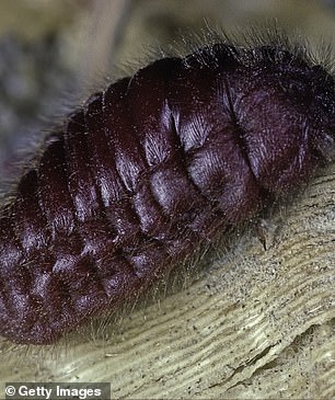 The word: Cochineal.  A scaled insect that is dried and crushed to make a natural dye for food and textiles