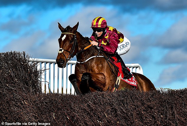 Minella Indo (above) is tipped by both Paddy Mullins and Matt Chapman