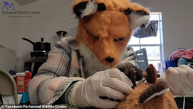 Staff at a Virginia wildlife center put on a red fox mask while feeding an orphaned baby kit that was less than 24 hours old when it was found