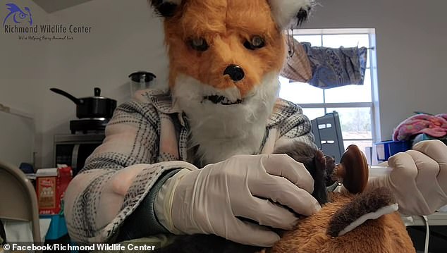 In a video shared by the center on Facebook, the baby kit can be seen sitting on top of a large stuffed fox as Stanley gave her milk from a syringe