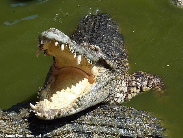 File photo of deadly crocodile