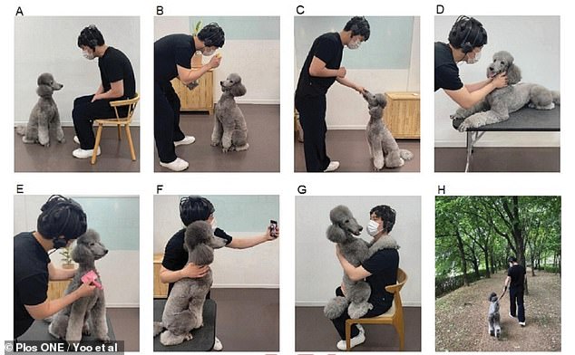 The team from Konkuk University in South Korea recruited 30 adult participants for their study.  They were asked to perform eight different activities with a well-trained four-year-old poodle, including playing with a hand toy, giving her treats and taking pictures with her