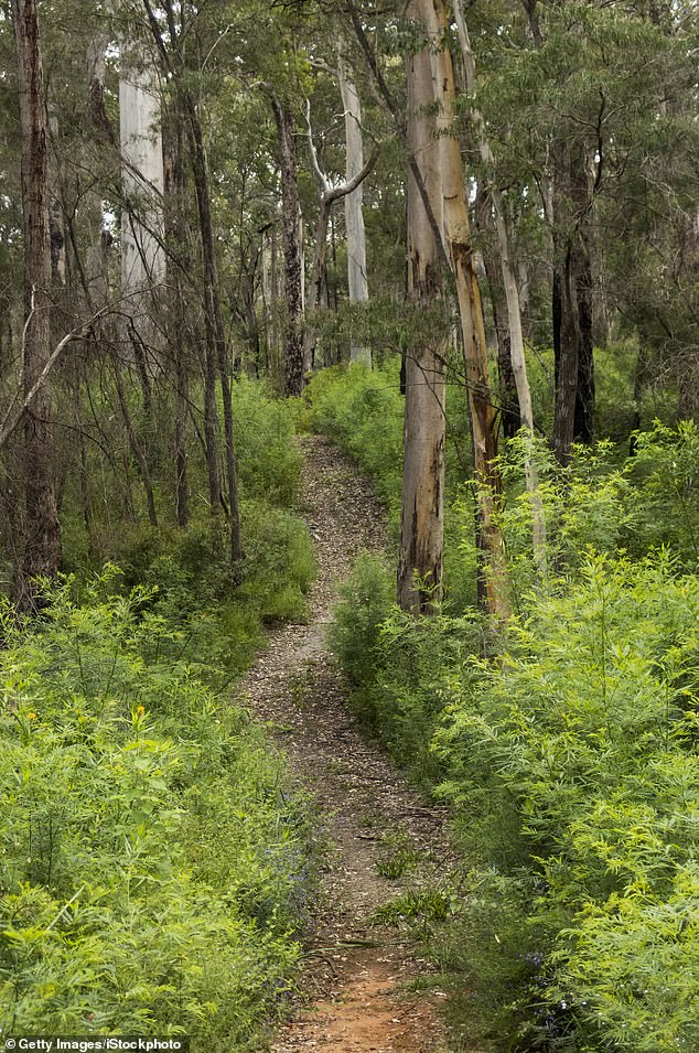 The Bibbulmun Track (pictured) runs from Kalamunda in Perth's east to Albany and is more than 1,000km long