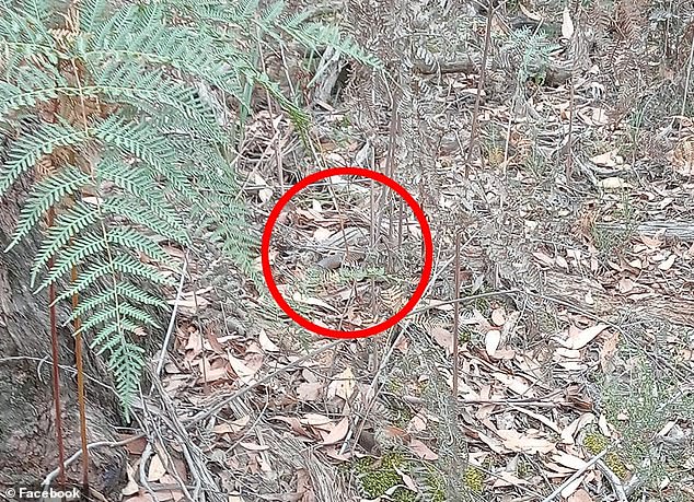 The brown scales of the highly venomous snake are barely visible, camouflaged among the leaf litter (photo)