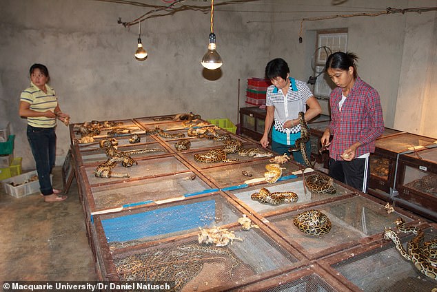 Farmed python meat could provide a more sustainable alternative to other farmed meats, analysis of python growth rates suggests.  Pictured: Workers in China with Burmese pythons (Python bivittatus)