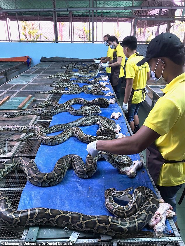 Workers in Vietnam take meat from dead Burmese pythons, which is described as tough and looks a bit like chicken