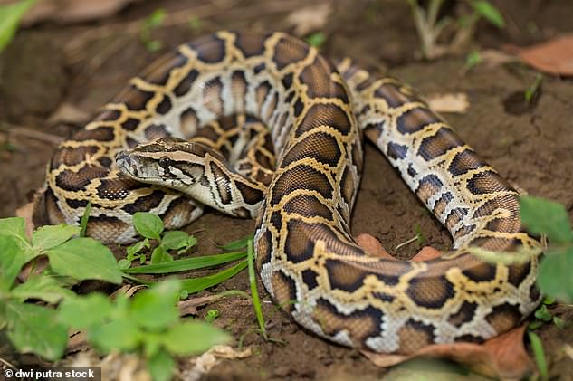 Even without eating for 4.2 months, the pythons survived and lost some weight, but at a very slow rate.  In the photo the Burmese python