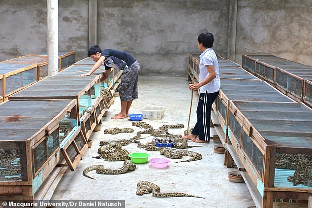 Reticulated and Burmese pythons grew rapidly over a twelve-month period, despite not needing to feed as frequently as other livestock animals.  In the photo: workers in Vietnam with Burmese pythons