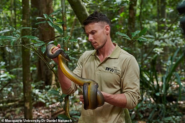 Dr.  Daniel Natusch, a biologist at Macquarie University, holds an Australian water python (Liasis fuscus) - a species that is not farmed (it is a wild python)