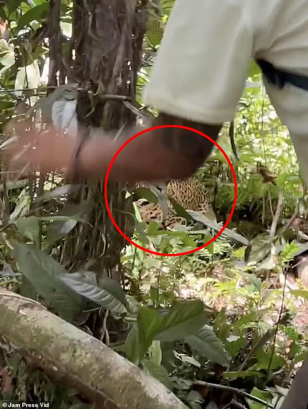 Ultimately, the group managed to chase the jaguar back into the jungle and no one was injured