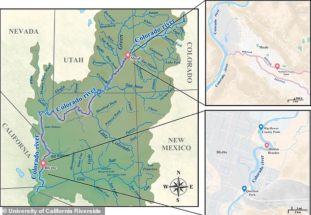 This discovery was made at Mulberry Grove Pond, which receives water from Mill Creek, one of the tributaries of the Colorado River.