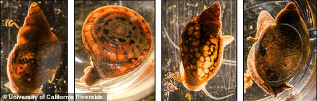 The team collected more than 2,000 snails and found two species that harbor flatworms: Galba cubensis and Galba humilis