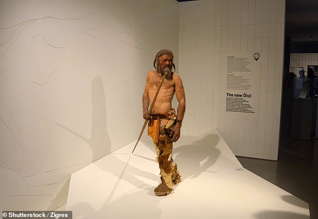 Reproduction of Oetzi the Similaun man in the South Tyrolean Archeology Museum in Bolzano, South Tyrol, Italy