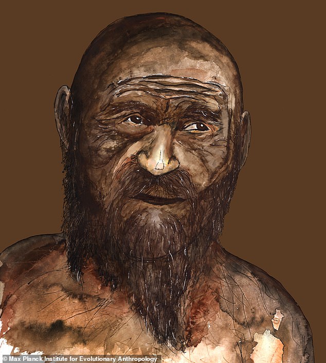 On top of this discovery, the researchers discovered that Ötzi was descended from early farmers who migrated from Anatolia.  Pictured is an artist's impression of what experts think he looked like