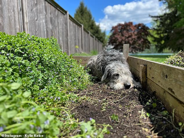 Winnie is lying in the family vegetable garden on a sunny day in Philadelphia