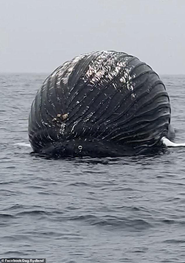 Images of the whale show it lying upside down with its tight black belly sticking out of the water