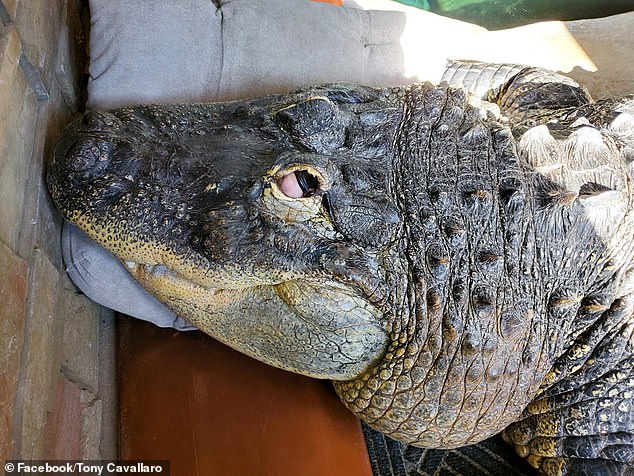 The alligator's health deteriorated.  It developed blindness in both eyes and spinal complications